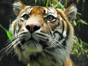 Sumatran Tiger Face